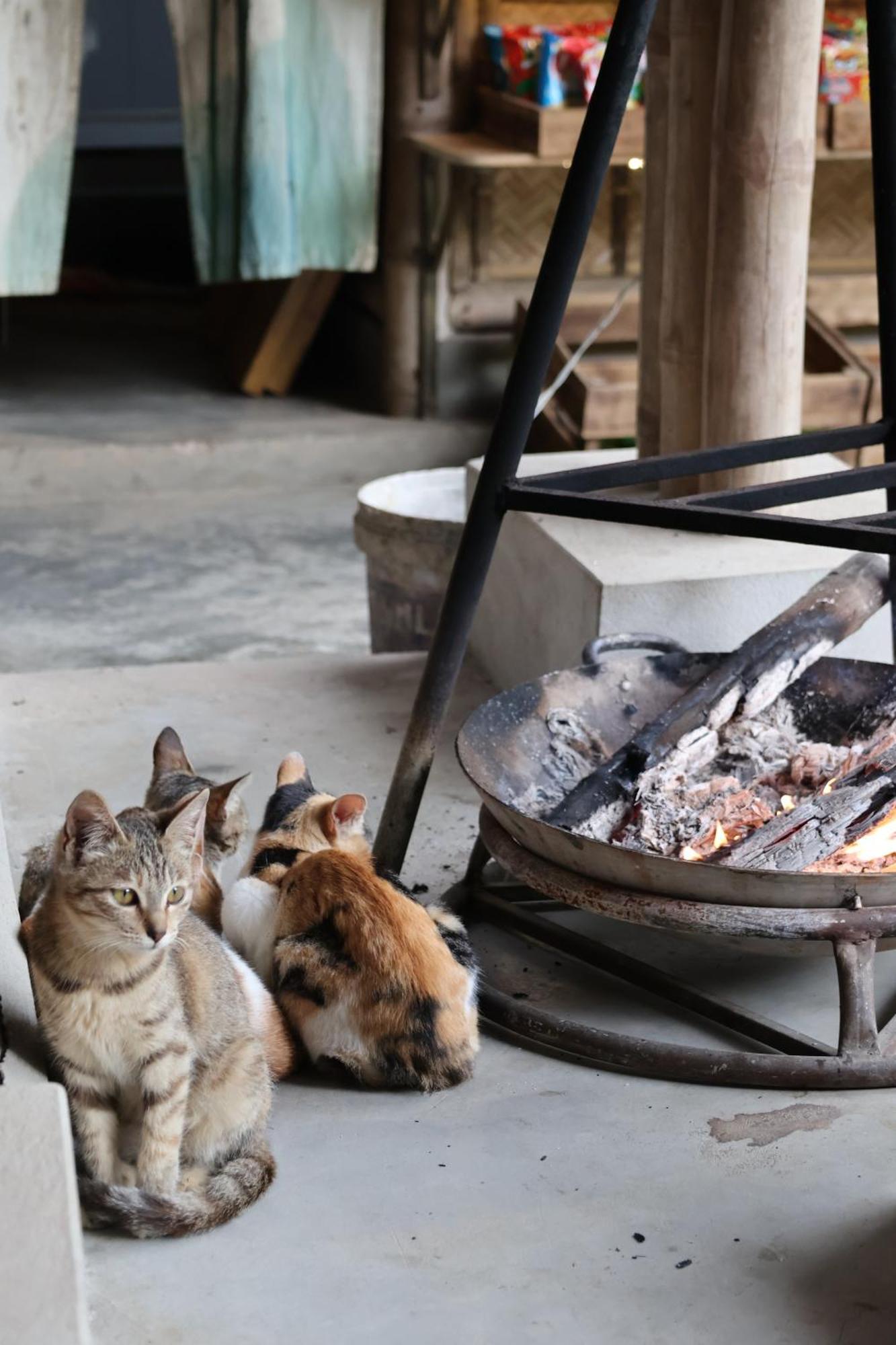 Dinh Gia Trang - Homestay & Coffee The Ruong Exteriér fotografie